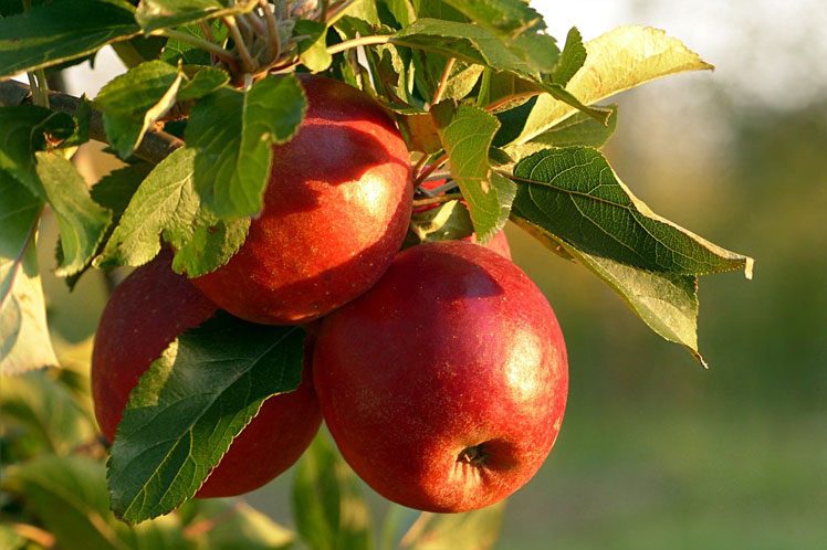 Appelboom snoeien