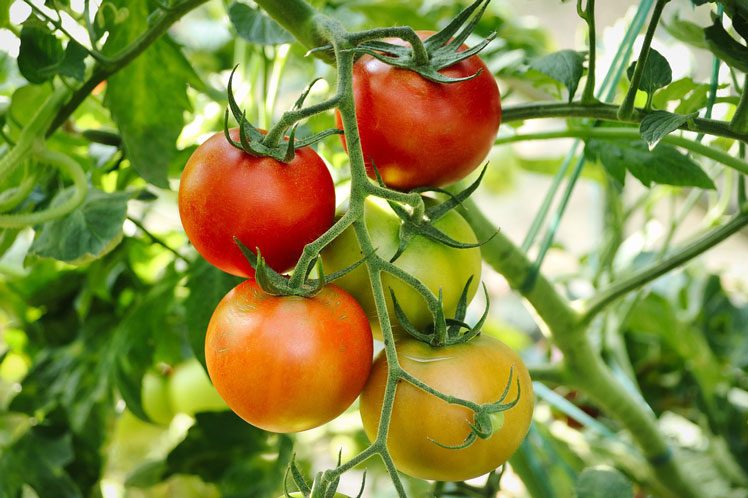 Tomaten kweken