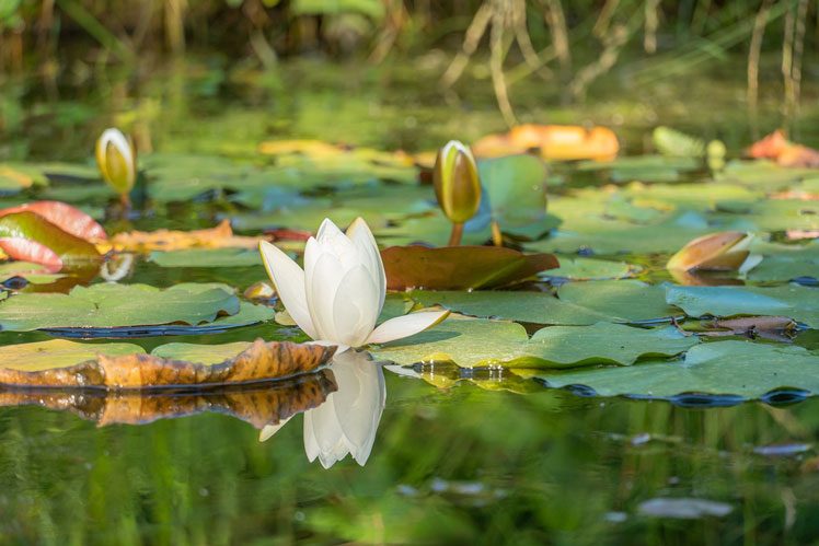 Tuinvijver